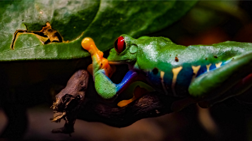 Rana verde de ojos rojos en Bioparc Acuario de Gijón