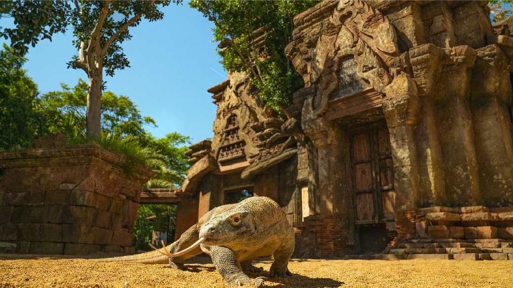 Dragón de Komodo en Bioparc Fuengirola